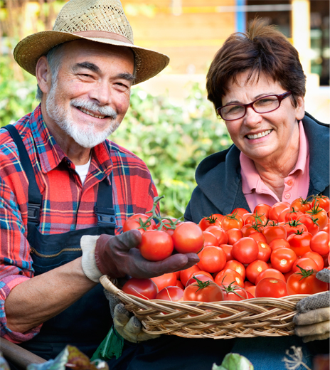 old time tomato kit