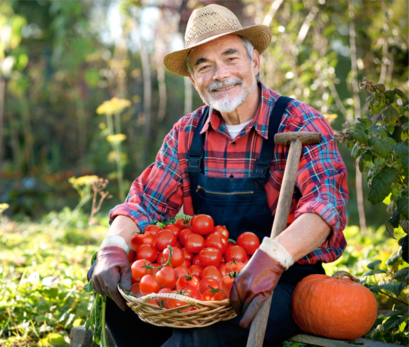 heirloom tomato